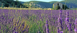 pic_Lavendelblüte in der Provence